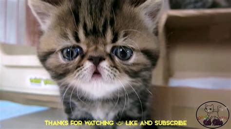 Cute Kitten Compilation 2021 Cute Cats Kittens 1 Youtube