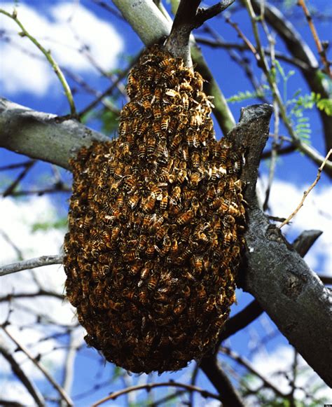 Tennessee Africanized Bees Discovered After Beekeeper Stung Huffpost