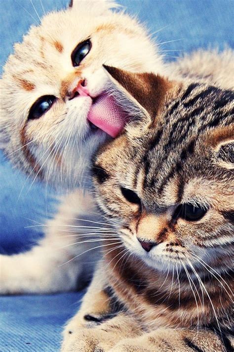 12 Cute Animal Pictures To Save As Your Iphone Wallpapers