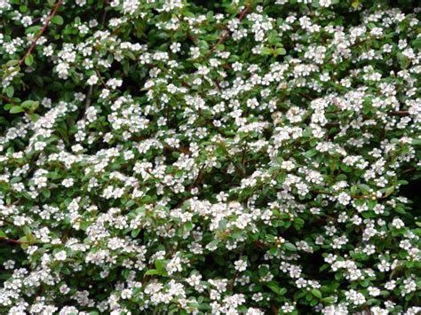 Buy Ground Cover Cotoneaster And Cotoneaster Plants Hopes Grove Nurseries