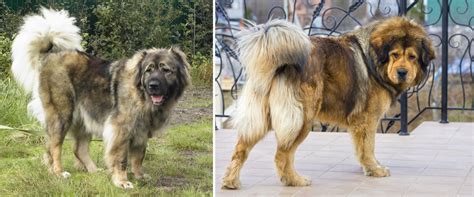 Caucasian ovtcharka, caucasian sheepdog, caucasian shepherd, russian mountain dog, caucasian owcharka. 10 Dogs Developed from Tibetan Mastiff | HubPages