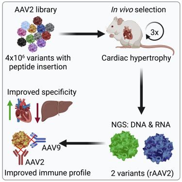 Aav Capsid Engineering Identified Two Novel Variants With Improved In