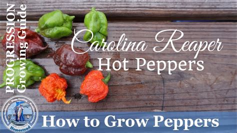 How To Grow Peppers Progression Growing Guide How To Grow Carolina Reaper Hot Peppers