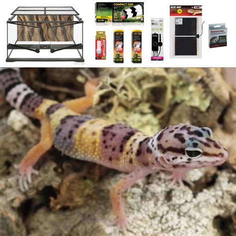 Leopard Gecko Terrarium Set Up Medium Evolution Reptiles