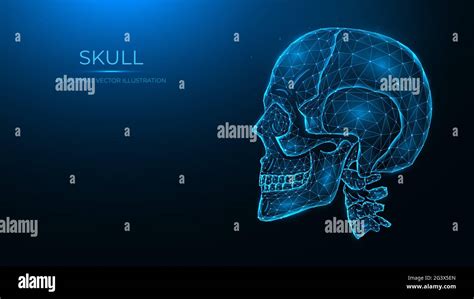 Ilustración Vectorial Poligonal De Un Cráneo Humano Vista Lateral