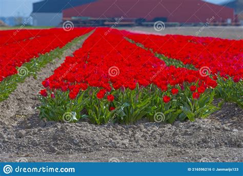 Colorful Tulips In An Agricultural Field In Sunlight Below A Blue