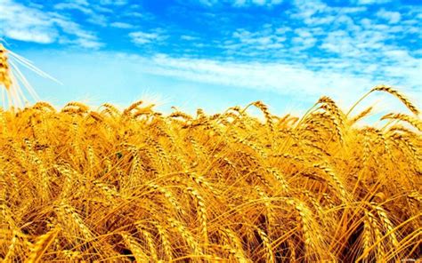 Ukraine Field Wheat Crops Wallpapers Hd Desktop And Mobile Backgrounds