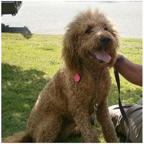 Since they are a sporting breed, they require daily exercise. Ginger - Large Female Poodle x Golden Retriever Mix Dog in ...