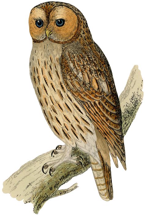 Free History Owl Cliparts Download Free History Owl Cliparts Png
