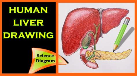Diagram Of The Liver