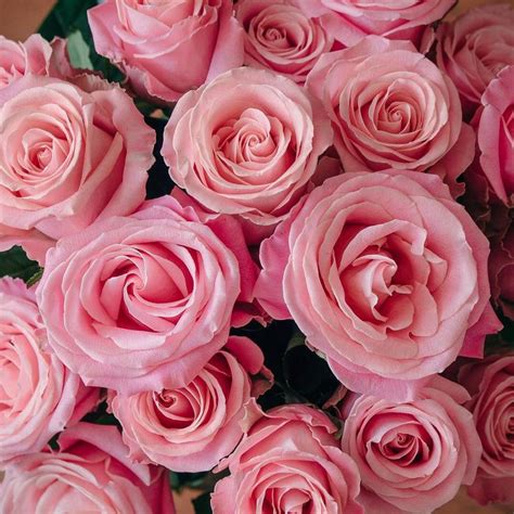 Hermosa In All Of Her Perfectly Pink Rose Glory Rose Varieties Rose