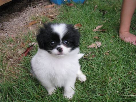 Chineranian Japanese Chin And Pomeranian Mix Pictures And Information