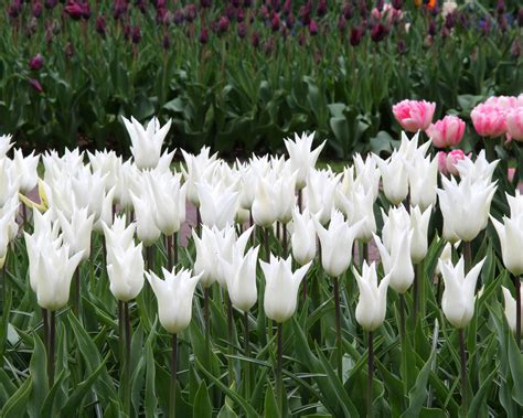 Tulip White Elegance Bulbs — Buy Online At Farmer Gracy Uk