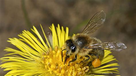 Bienen zu halten bedeutet verantwortung zu übernehmen bienen lassen sich domestizieren, aber niemals zähmen. Bienen Halten Im Garten Luxus So Sichern Sie Das überleben ...