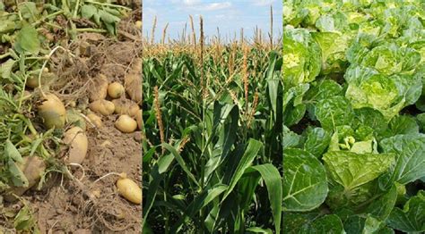 Crop Rotation Benefits And 4 Year Example Dre Campbell Farm