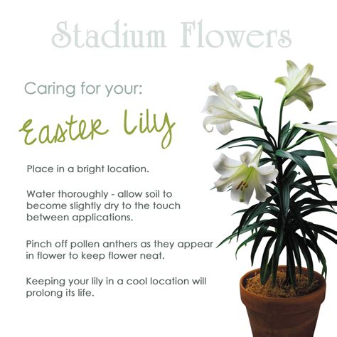 Caring For Your Easter Lily