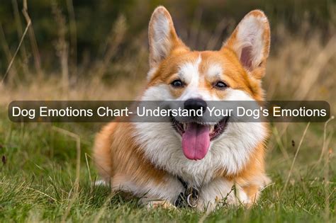 Dog Emotions Chart Understand Your Dogs Emotions