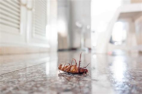Cockroaches in your house may have already been there when you moved in. What to Do When Roaches Keep Coming Back - Budget Brothers ...