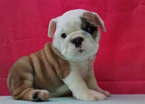 Why buy an english bulldog puppy for sale if you can adopt and save a life? Bulldog puppy for sale in CHARLESTON, SC. ADN-40114 on ...