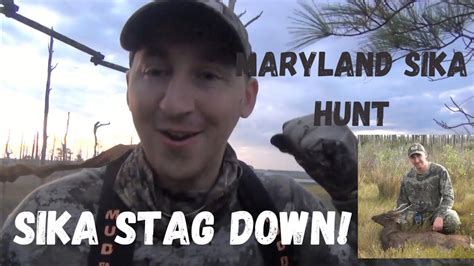 Sika Deer Hunting Maryland Stag Down Part 1 Youtube