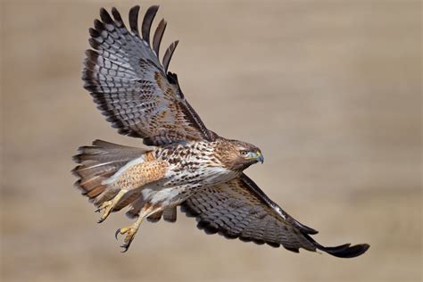 Red Tailed Hawks Hollywoods Favorite Community Blogs
