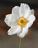 Lenten rose flowers in early spring. Names of All Flowers