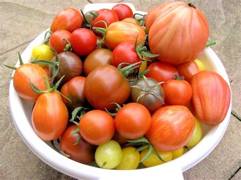 Video Tomaten Ganz Leicht Selber Anbauen Neues Vom Landei