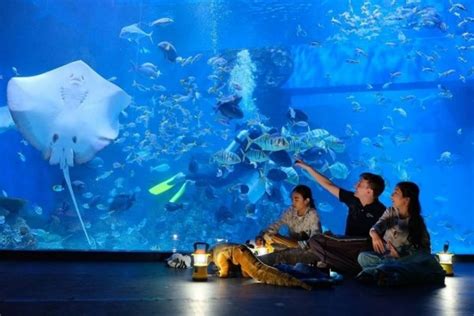 Jakarta Aquarium Promo 2019