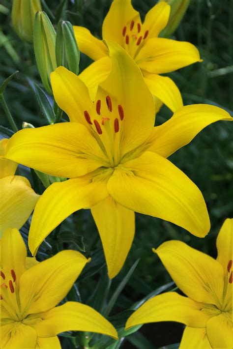 New For Spring 2020 Asiatic Lily Yellow County These Sunny Yellow