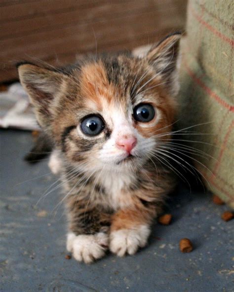 A Cute Little Kitten Cats Photo 36498604 Fanpop