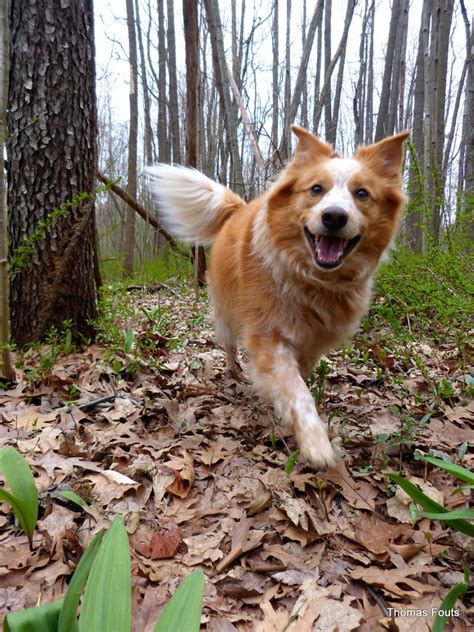 Hi animal lovers, i see you are looking for 99+ border collie aussie blue heeler mix. Border Collie-Aussie Mix Rules - Border Collie-Aussie Mix ...