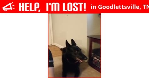 Lost Dog Goodlettsville Tennessee Nina