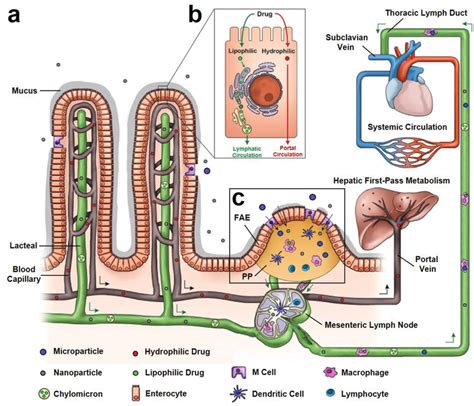 Intestinal Lymphatic System Ils Transport Of Drug Molecules Or