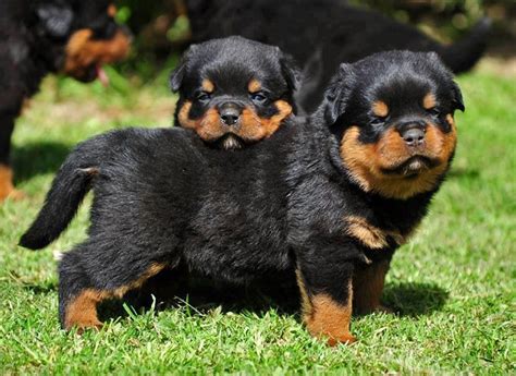 Rottweiler is a working dog from germany. Rottweiler dog price range. How much are Rottweiler puppies?