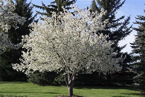 Spring Snow Crabapple Tree Malus Spring Snow 3 To 4 Ft
