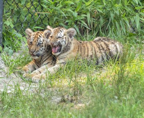 Meet 10 Week Old Siberian Tiger Cubs At Six Flags Wild Safari Nj
