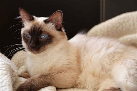 Best Hypoallergenic Cat Breeds Petlife
