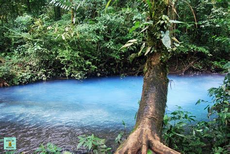 🌍 Guía Para Visitar El VolcÁn Tenorio Y El RÍo Celeste En Costa Rica