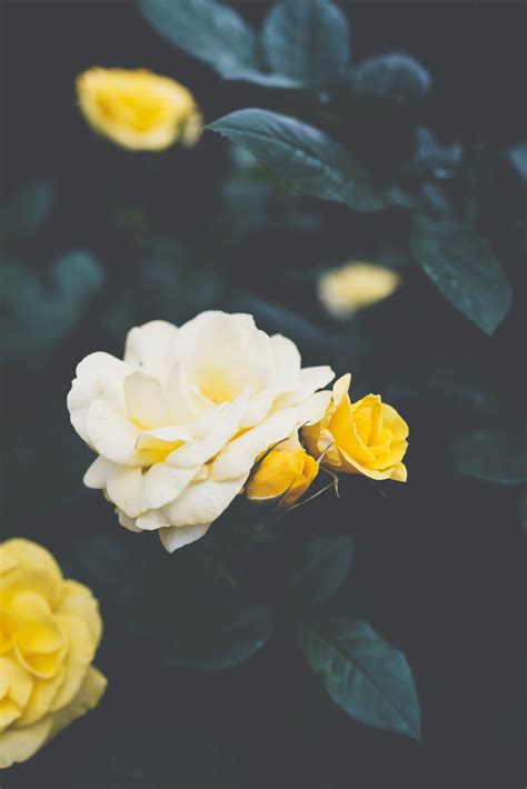 Yellow Roses Photo By Masaaki Komori Gaspanik On Unsplash Yellow