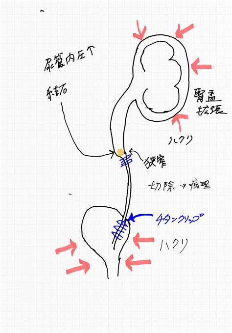 Renal Descensus And Cysto Nephropexy 〜腎臓下方移動膀胱腎固定術〜｜東京都町田市の二次診療動物病院 オール