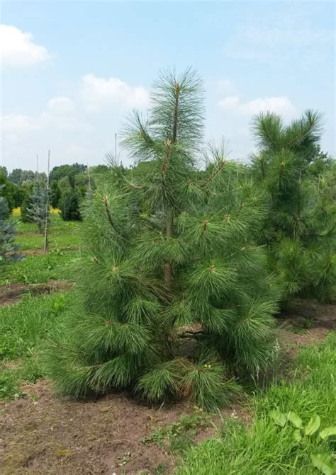 Pinus Ponderosa Pinus Ponderosa Van Den Berk Nurseries