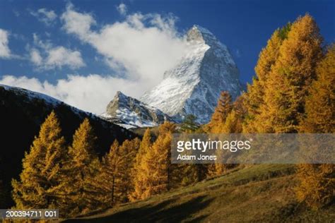 Switzerland Zermatt Matterhorn With European Larch Trees Autumn High