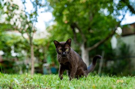 Premium Photo Funny Kitty Playing On The Grass Playground Adorable