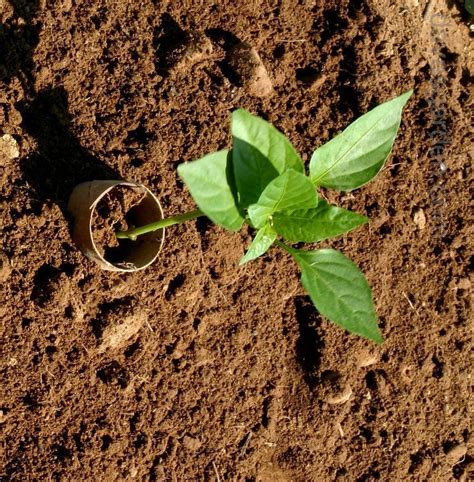 Fast shipping · read ratings & reviews · explore amazon devices PlantFiles Pictures: Capsicum, Sweet Pepper 'Gypsy ...