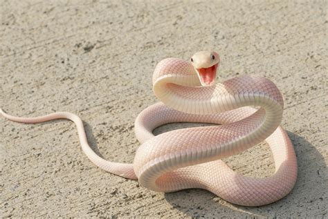 Gorgeous Pink Snake Pics
