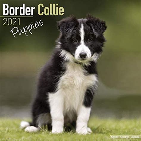 Just Border Collie Puppies 2022 Wall Calendar Dog Breed