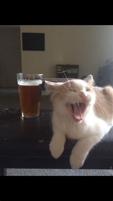 Beer Teefies Kittens Cutest Cats And Kittens Cute Cats