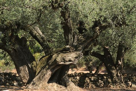 El árbol Eviterno El Cultivo Del Olivo En El Mediterráneo
