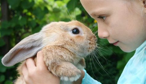 I hated having to feed and water my pet rabbits and clean their cages everyday. Animals and Autism: The Benefits of Having Pets | Hidden ...
