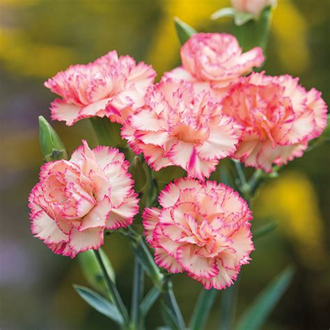 Spray Carnation Plant Collection From Mr Fothergills Seeds And Plants